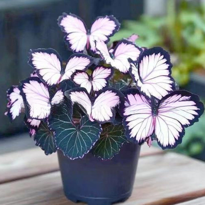 🦋 Whimsical Butterfly Shaped Flower Seeds ✨