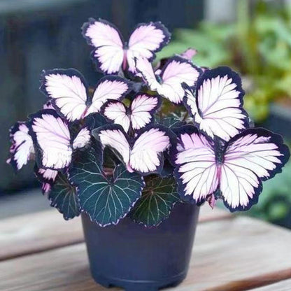 🦋 Whimsical Butterfly Shaped Flower Seeds ✨