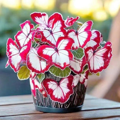 🦋 Whimsical Butterfly Shaped Flower Seeds ✨