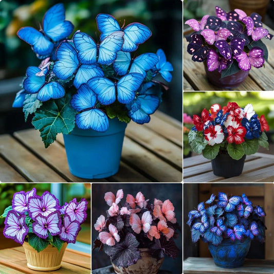 🦋 Whimsical Butterfly Shaped Flower Seeds ✨